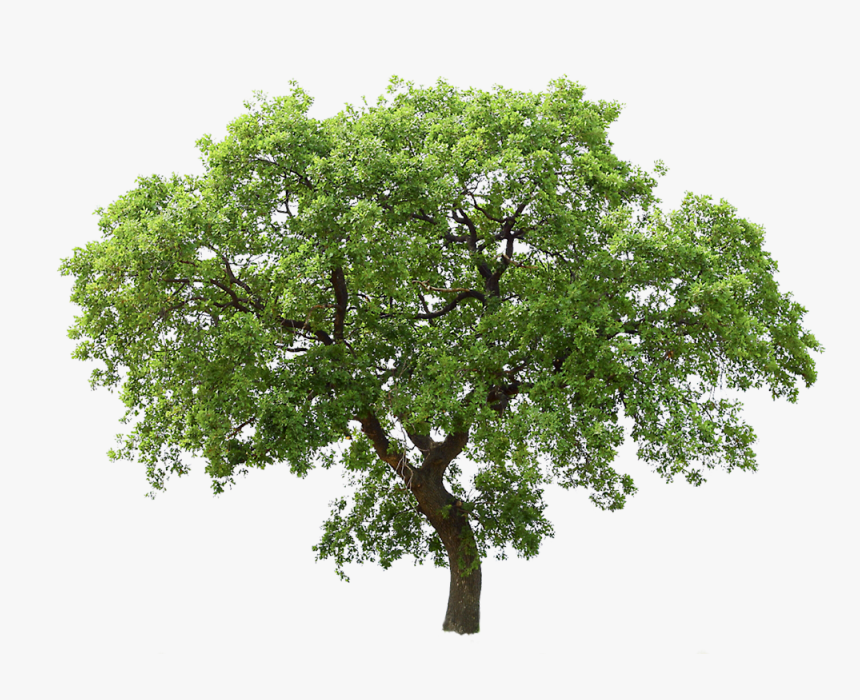 Transparent Background Png Tree - Tree Png Transparent, Png Download, Free Download