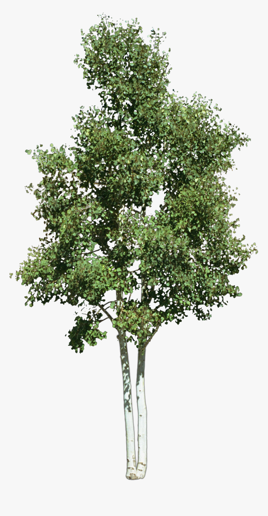 Look At Trees Clip Art, HD Png Download, Free Download