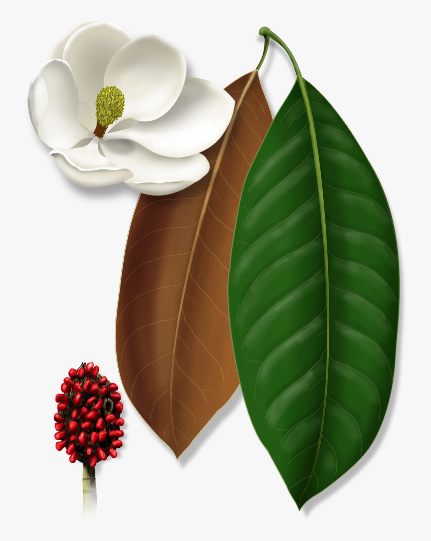 Transparent Magnolia Tree Png - Berry, Png Download, Free Download