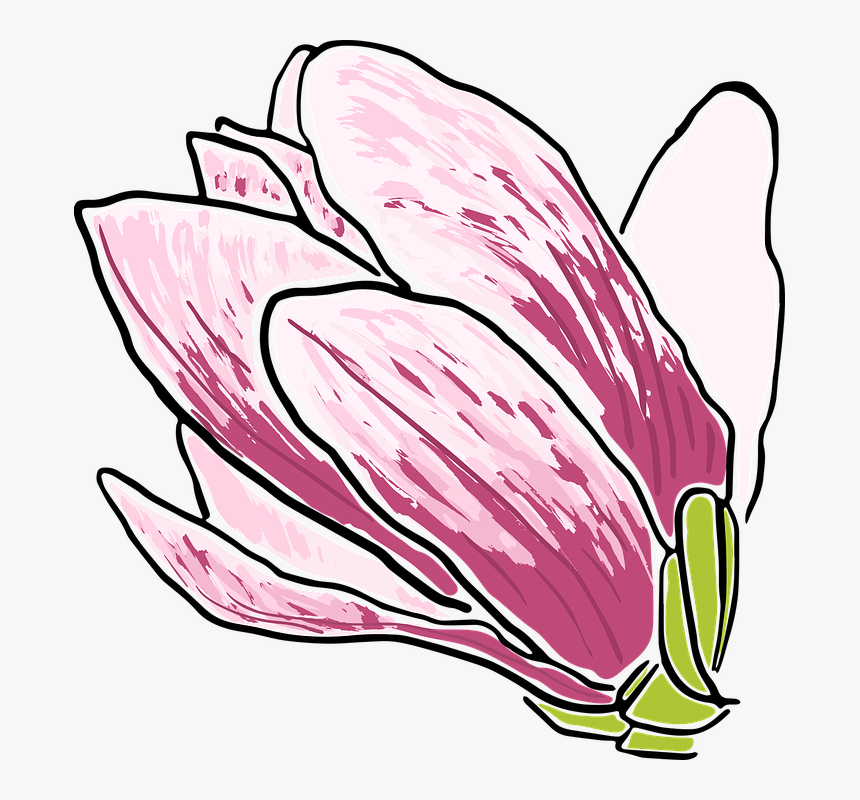 Magnolia, Flower, Trees, Spring Flowering, Nature - Tulip, HD Png Download, Free Download