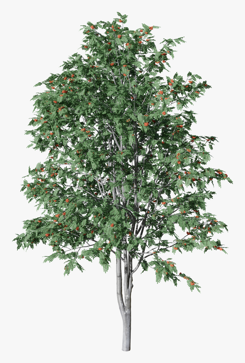 Rowan Tree Png, Transparent Png, Free Download