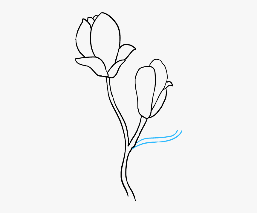 How To Draw Magnolia Flower - Magnolia Flower Drawing Easy, HD Png Download, Free Download