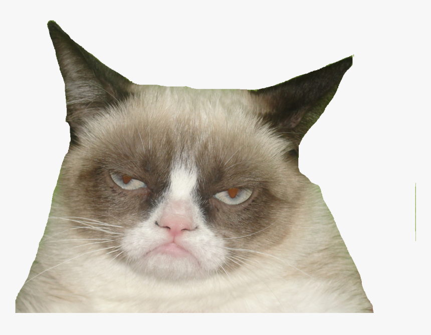 Nicolas Cage Face Transparent - Grumpy Cat Soft Kitty Meme, HD Png Download, Free Download