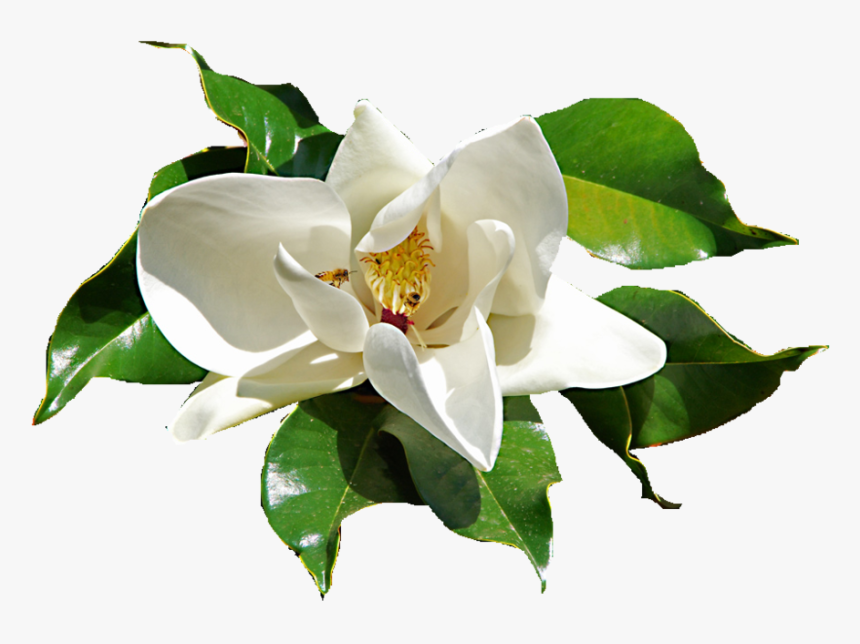 Library Sacred Blossoms Daphne Ⓒ - Gardenia Flower Png, Transparent Png, Free Download