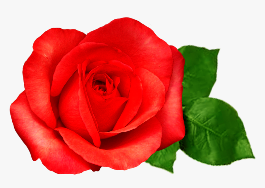 Rose Buddies Transparent Background Clipart , Png Download, Png Download, Free Download