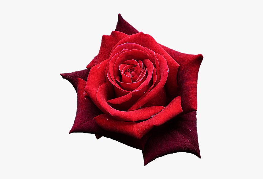 Red Rose, Flowers, One Rose, Beautiful Flower - Rose Rouge Png, Transparent Png, Free Download