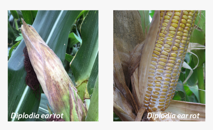 Cornfield Drawing Corn Leaf - Corn Smut, HD Png Download, Free Download