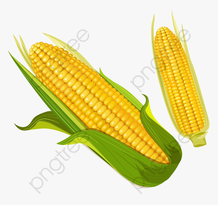Golden Corn Clipart Food - Corn Clipart Png, Transparent Png, Free Download