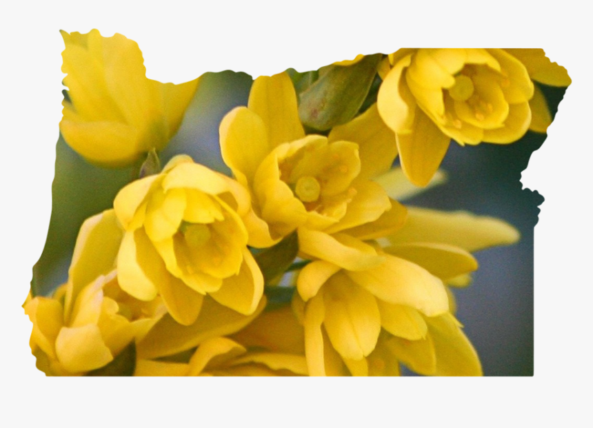 Oregon - Chrysanths, HD Png Download, Free Download