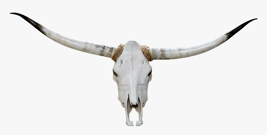 Texas Longhorn English Longhorn Skull - Head Bull Skull Png, Transparent Png, Free Download