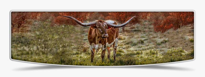 Lutt Longhorns Home Banner Image - Longhorn Banner, HD Png Download, Free Download