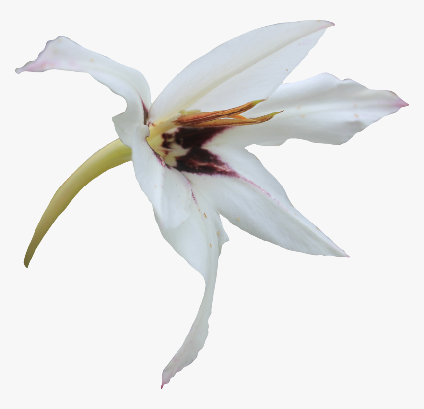 Amaryllis-belladonna - Portable Network Graphics, HD Png Download, Free Download