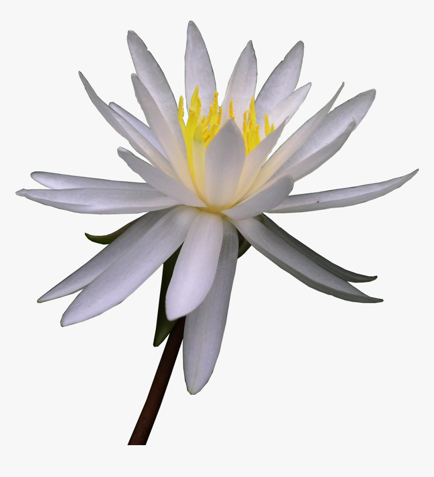 Lily White Flower Watercolor - Watercolor Painting, HD Png Download, Free Download