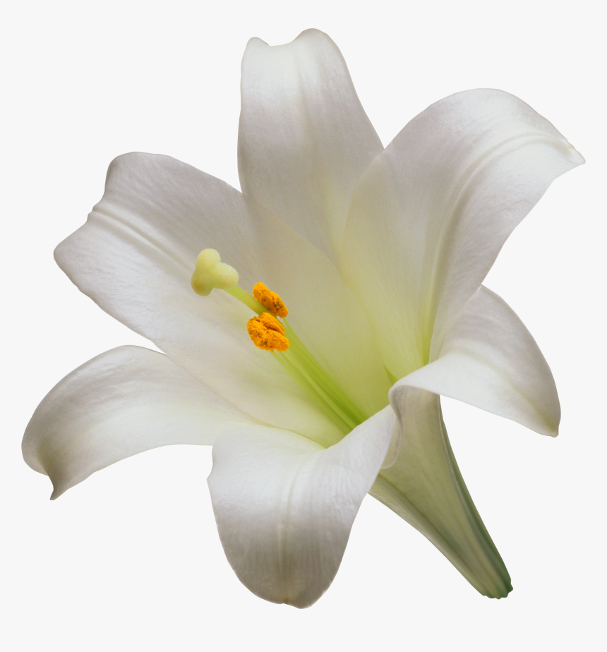 Lilium Candidum Png - Transparent Easter Lily Png, Png Download, Free Download