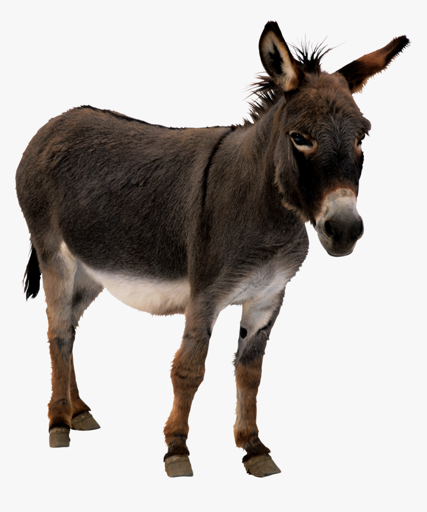 Jack Png Free Image - Donkey Png, Transparent Png, Free Download