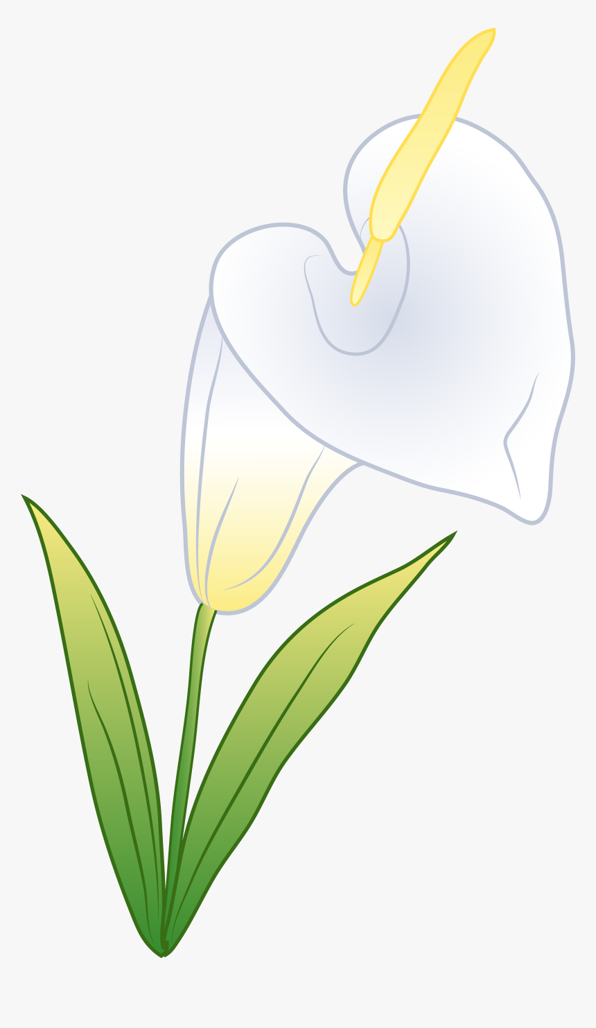 White Calla Free Clip - White Anthurium Clipart, HD Png Download, Free Download