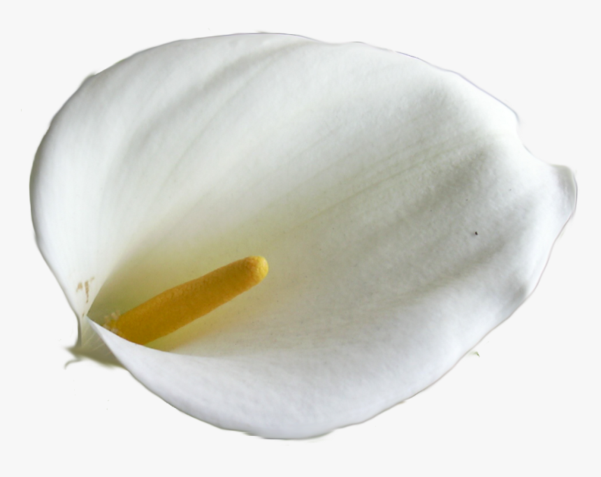 Giant White Arum Lily, HD Png Download, Free Download