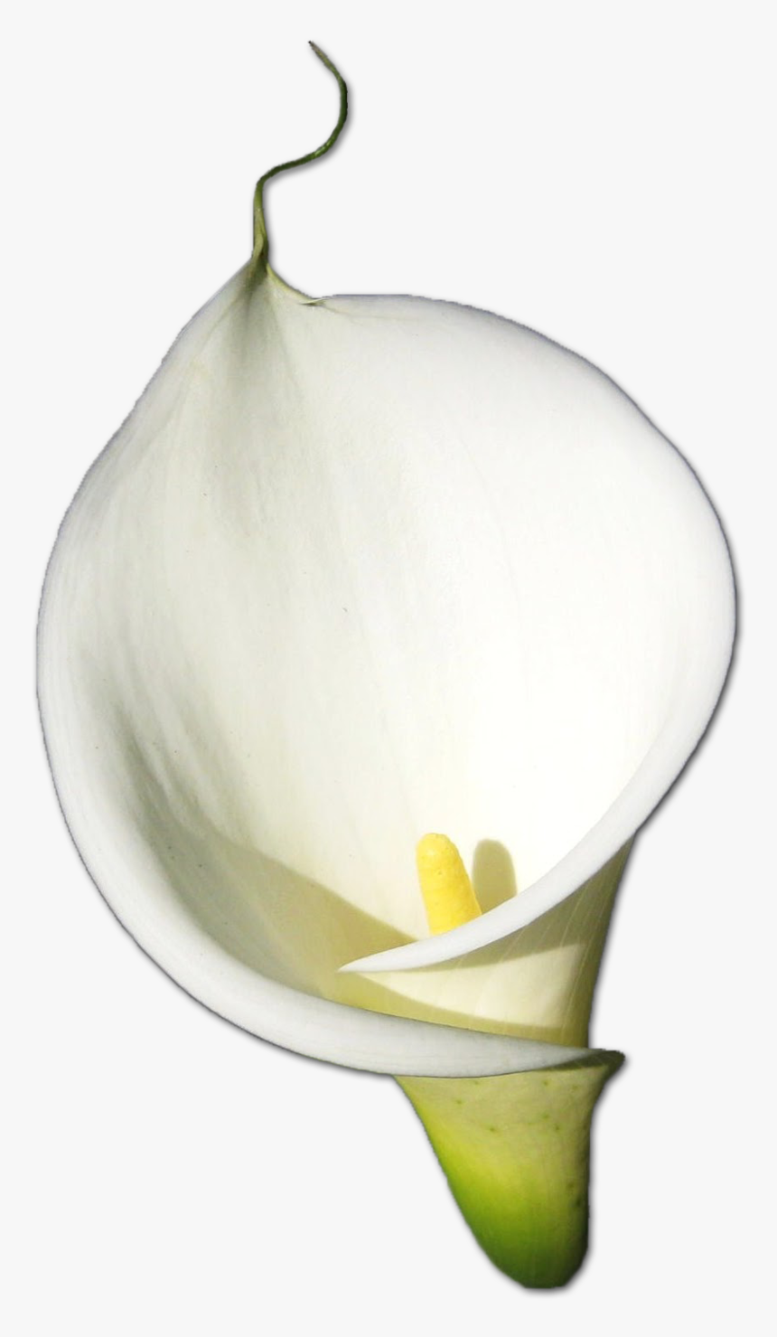 Calla Png Hd - Calla Lily Flower Png, Transparent Png, Free Download