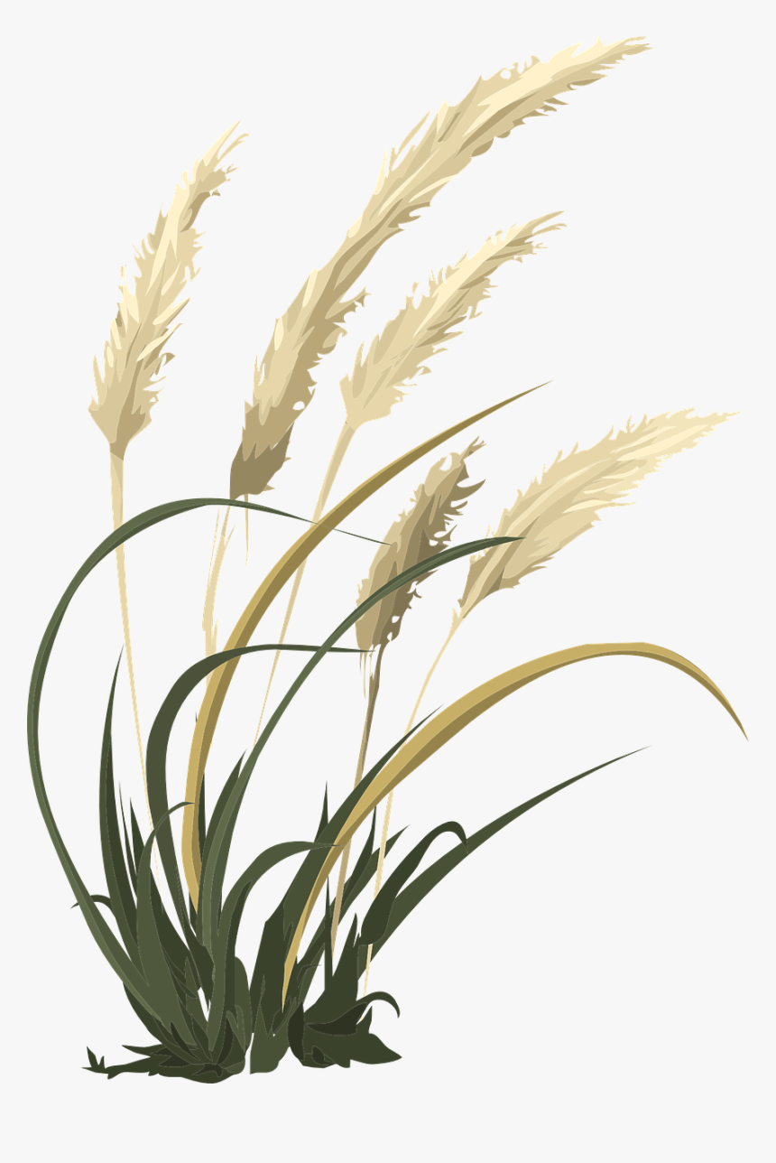 Wheat Grass Agriculture Free Photo - Tall Grass Clipart Black And White, HD Png Download, Free Download