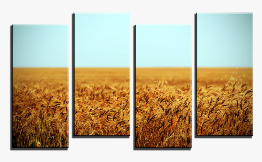 Wheat Field 4 Panel Canvas Print - Field, HD Png Download, Free Download