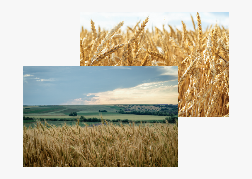 Transparent Wheat Field Png - Field, Png Download, Free Download