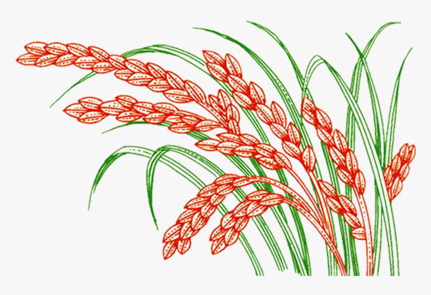 Wheat Vector Paddy - Rice, HD Png Download, Free Download