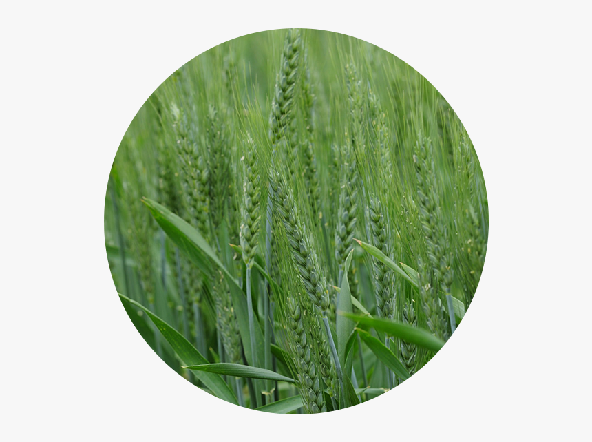 Downloads - Barley Grass Matured Size, HD Png Download, Free Download