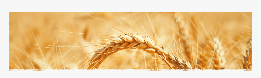 Wheat Banner, HD Png Download, Free Download