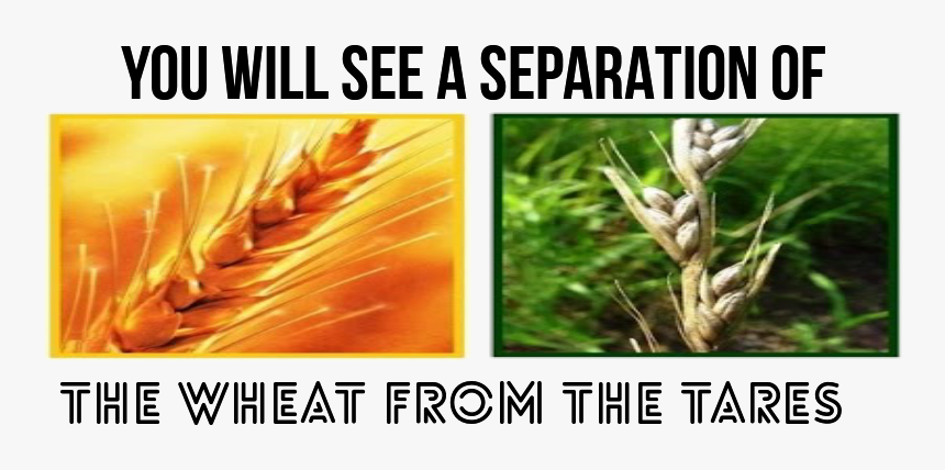 Separation Wheat And Tares Parable, HD Png Download, Free Download