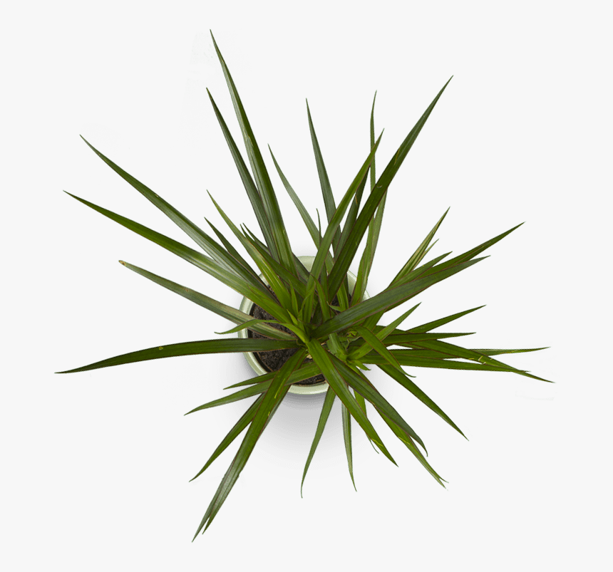 Image Is Not Available - Plant Top View Png, Transparent Png, Free Download