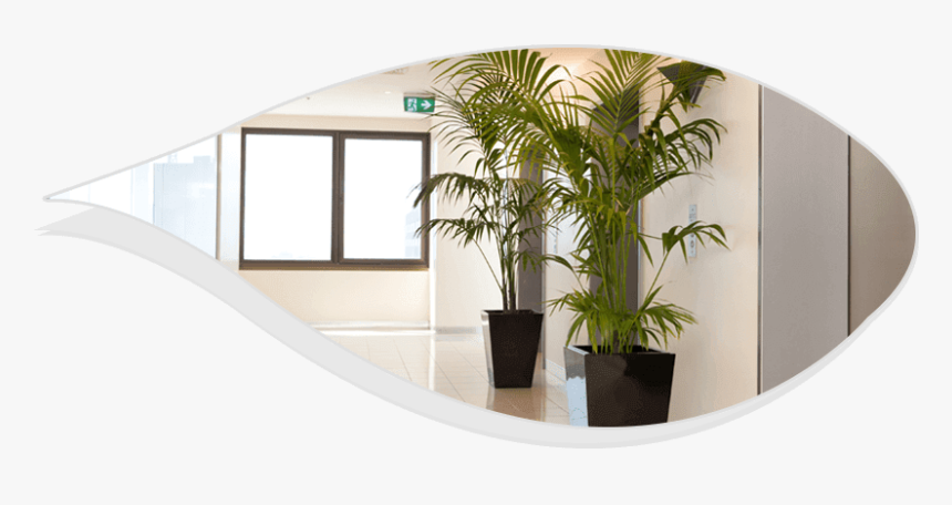 Plant Hire Services - Best Indoor Plants For Office, HD Png Download, Free Download