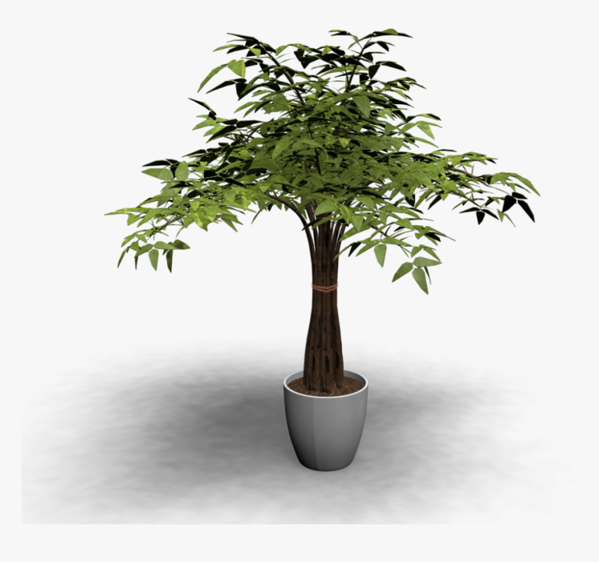 Transparent Indoor Plant Png - Baum Im Topf, Png Download, Free Download