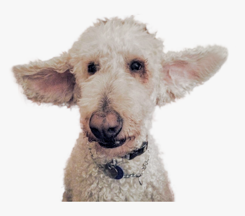 Harambe Png Cutout - Welsh Terrier, Transparent Png, Free Download