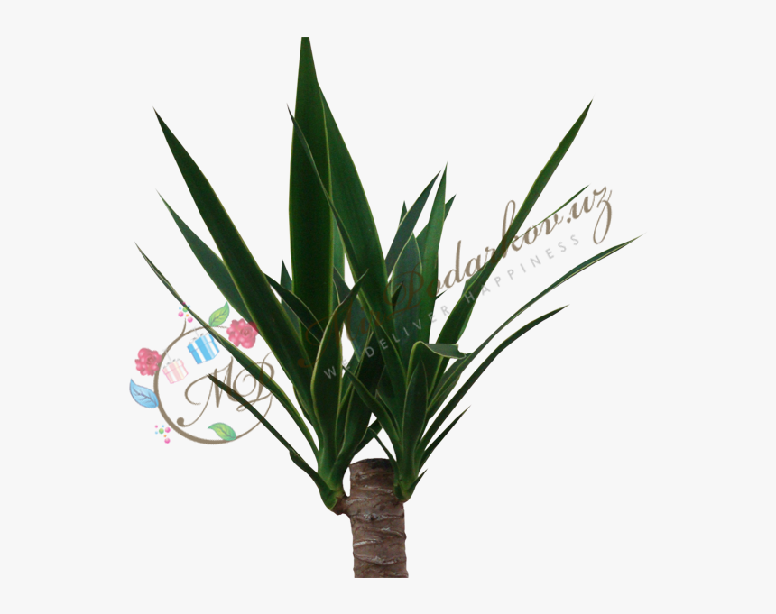 Grass, HD Png Download, Free Download