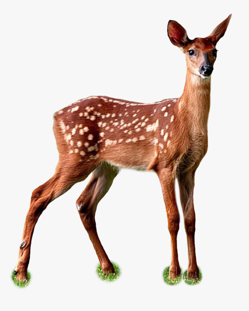 Fawn Png Page - Deer, Transparent Png, Free Download