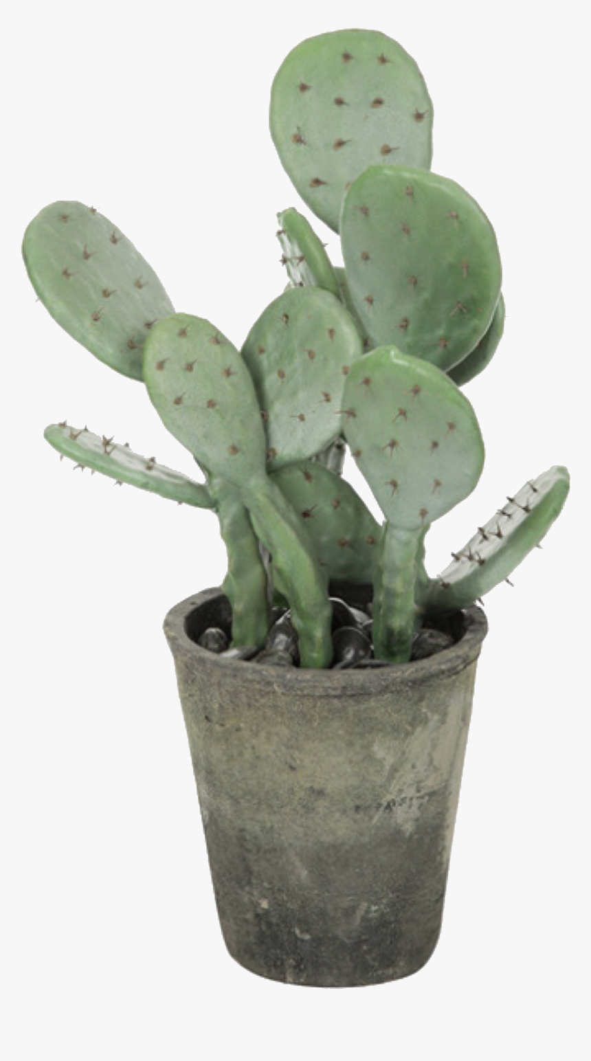 Aesthetic Cactus Png, Transparent Png, Free Download