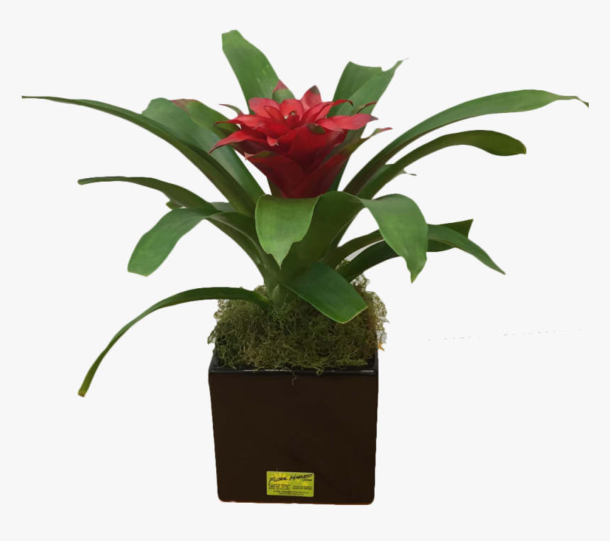 Indoor Plant - Bromelia, HD Png Download, Free Download