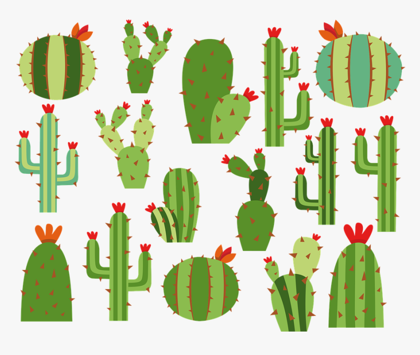 Cactus, Summer, Nature, Garden, Green, Flower, Foliage, HD Png Download, Free Download