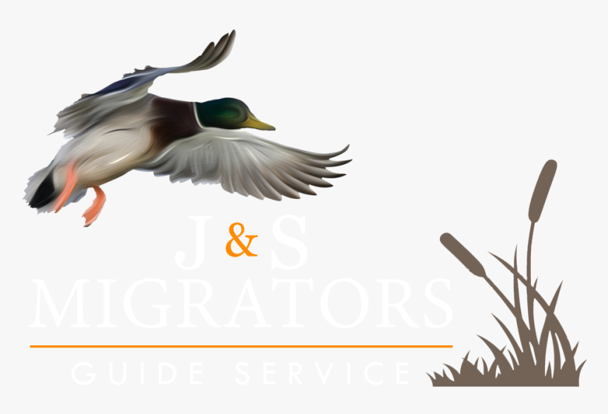 Transparent Duck Hunt Png - Waterfowl Hunting, Png Download, Free Download
