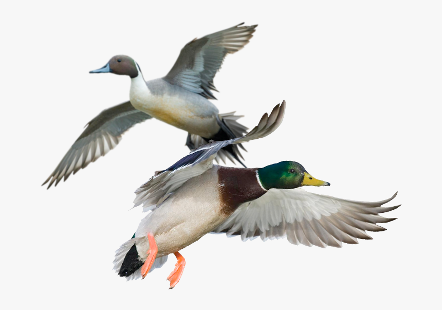Ducks And Geese Png, Transparent Png, Free Download
