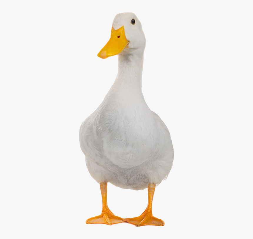 Duck With Meme Glasses, HD Png Download, Free Download