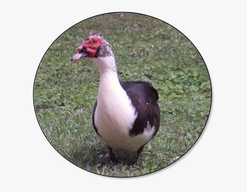 Duck In The Philippines, HD Png Download, Free Download