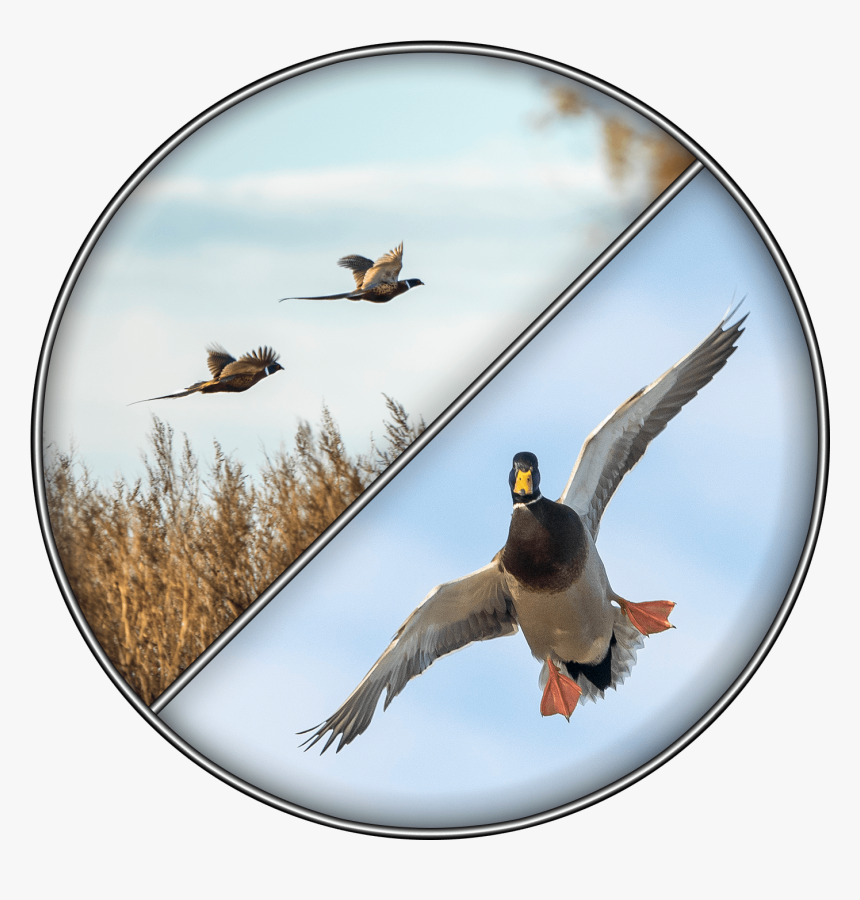 Waterfowl & Upland - Mallard, HD Png Download, Free Download