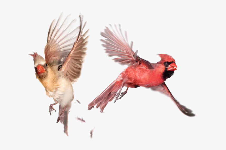 Bird Turning Mid Flight Hd Png Download Kindpng