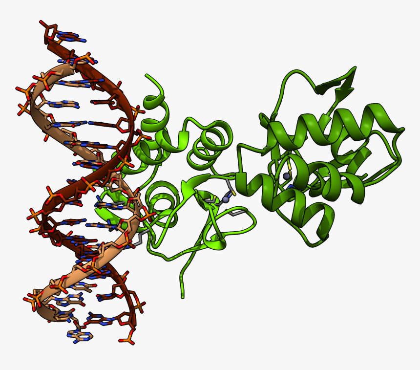 Chimera Render Of Smad4 Protein From Pdb 5mez - Smad4 Protein, HD Png Download, Free Download