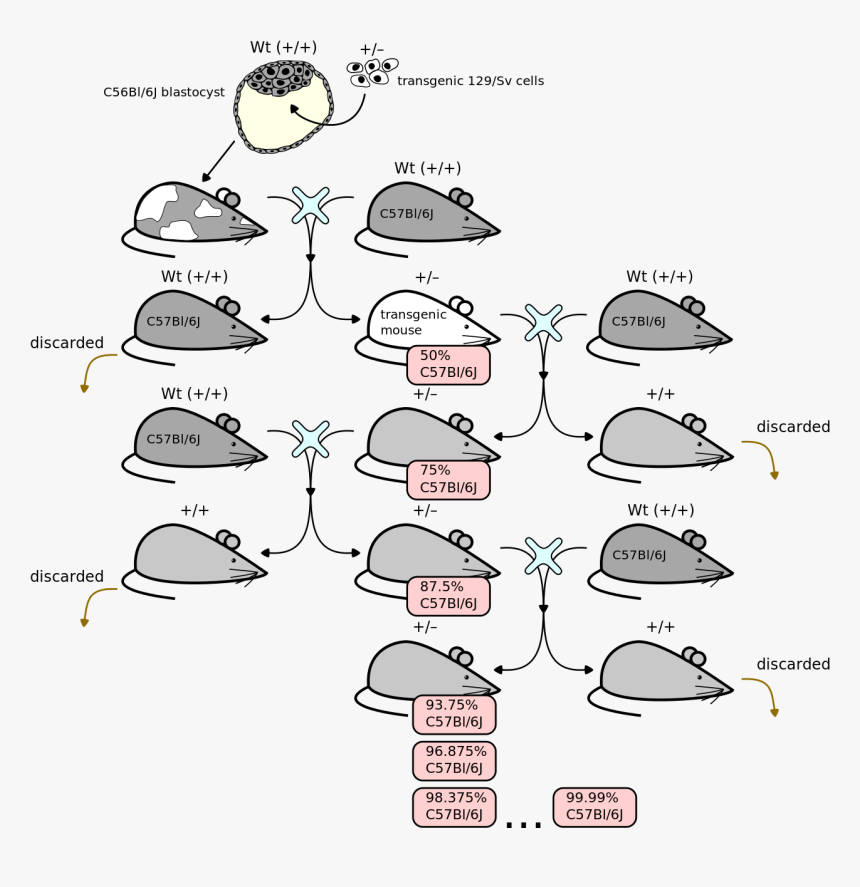 Backcrossing Mice, HD Png Download, Free Download