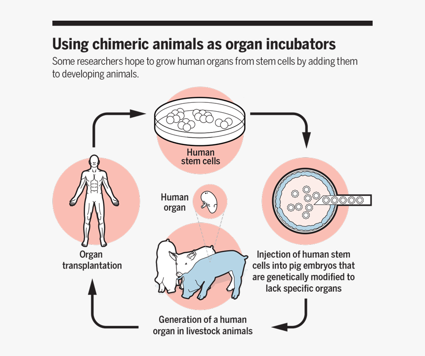 Using Chimeric Animals As Organ Incubators, HD Png Download, Free Download