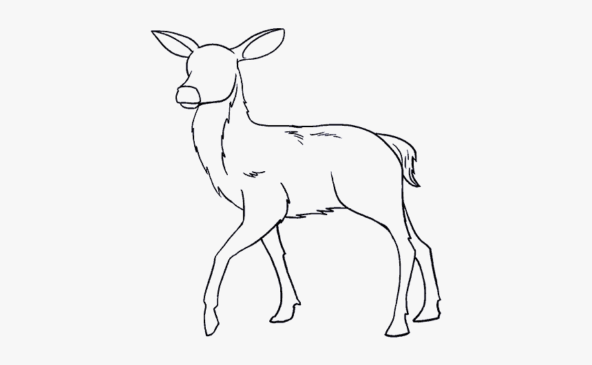 How To Draw A Deer In A Few Easy Steps Easy Drawing - Deer Drawing, HD Png Download, Free Download