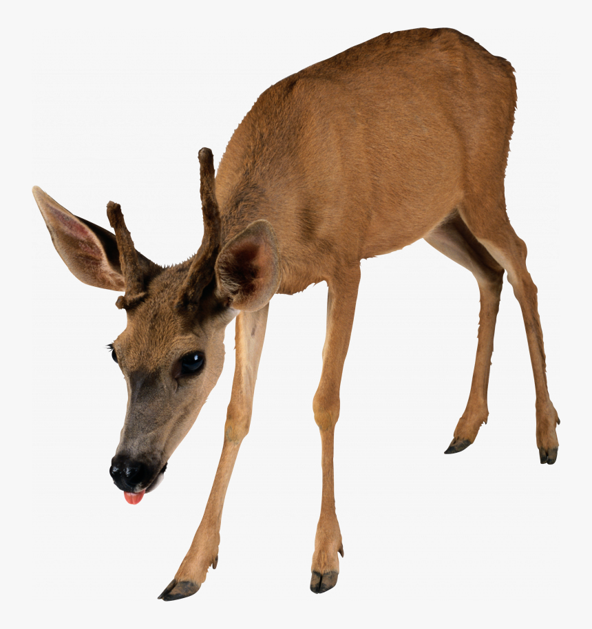 Grab And Download Deer Png Image Without Background - Transparent Transparent Background Deer Clipart, Png Download, Free Download