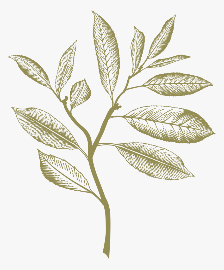 Ilex Decidua, HD Png Download, Free Download